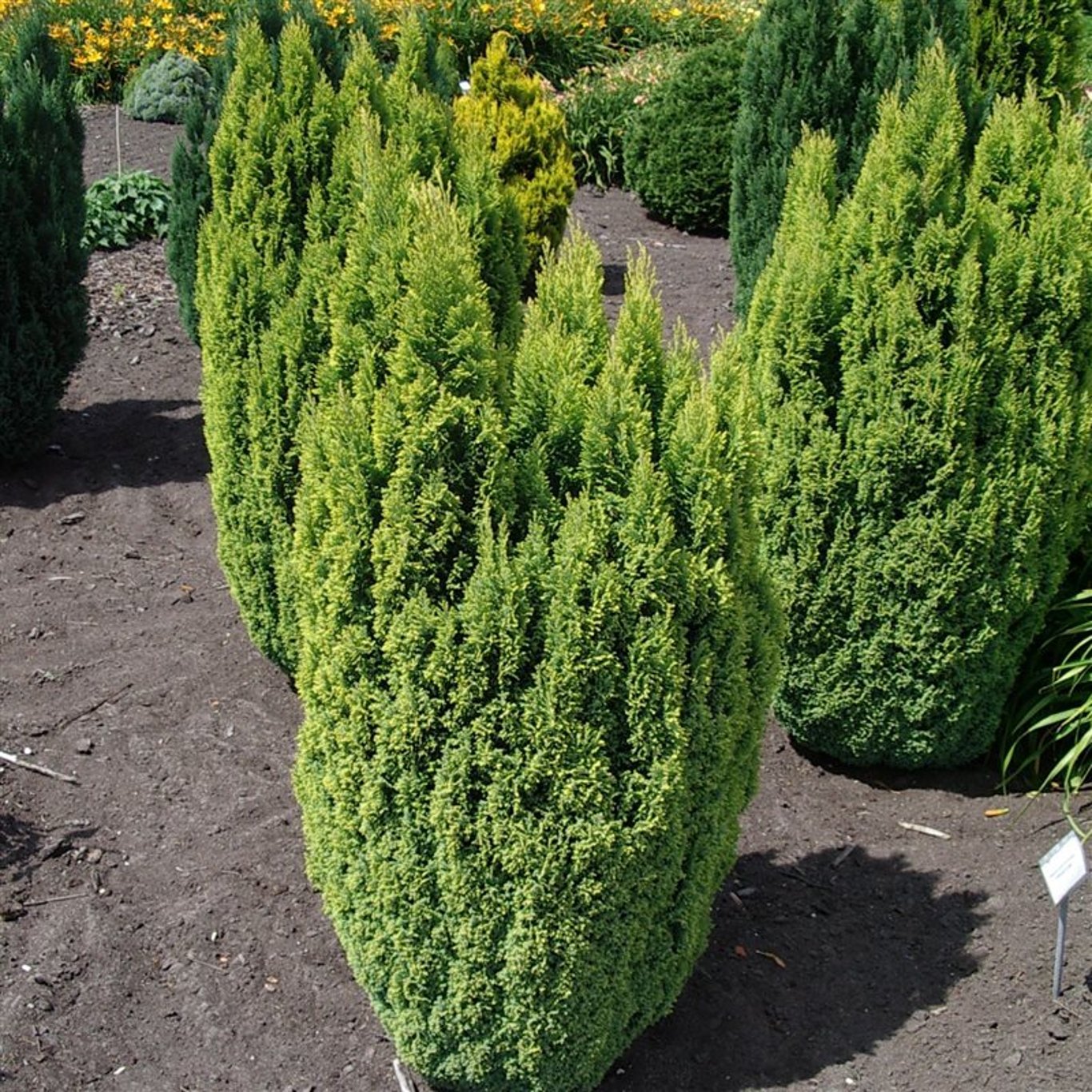 Ädelcypress – Chamaecyparis lawsoniana 'Ellw. Gold' - C3 30-40 CM